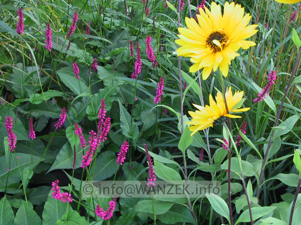 Persicaria amplexicaulis Rubrum nah 2.JPG